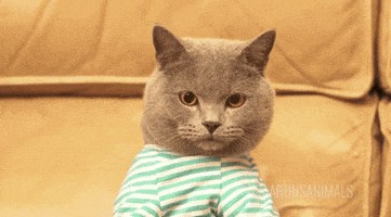 cat computer GIF by Product Hunt