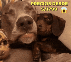 SEGURA  GIF