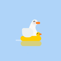 images Seagull Clipart Gif seagull gifs get the best gif on giphy