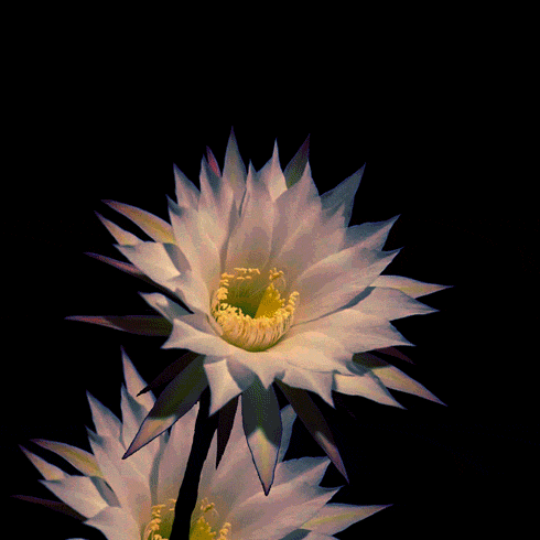 seamless cactus flower GIF by weinventyou