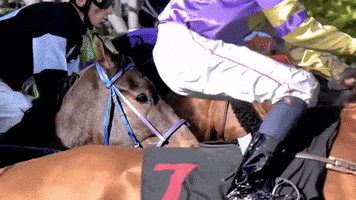 Horse Racing Jockey GIF