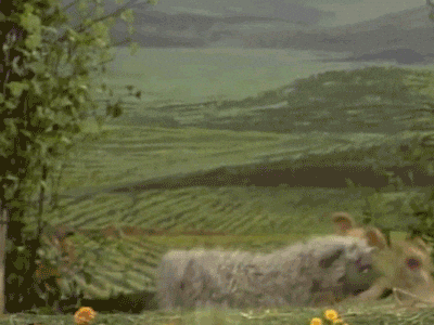 kermit the frog muppets GIF