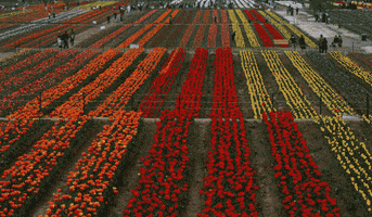 thread_th tulips GIF
