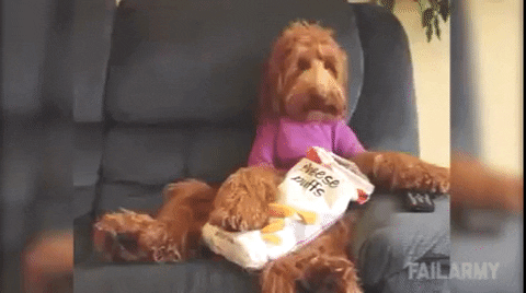Dog Eating GIF - Find & Share on GIPHY