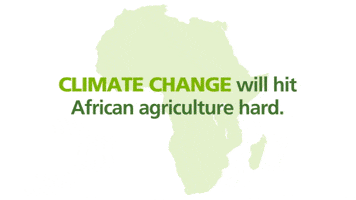 cgiarclimate africa climate change agriculture food security GIF