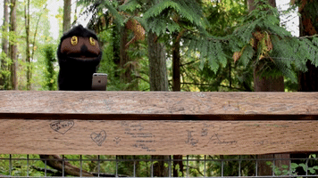 Owls News Phones GIF