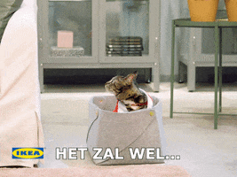 awkward cat GIF by IKEA Nederland