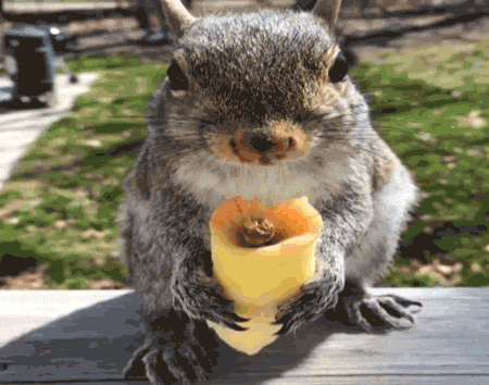 squirrel eating GIF by America's Funniest Home Videos