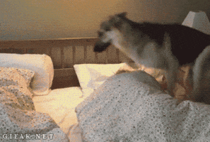 cihancimen  GIF