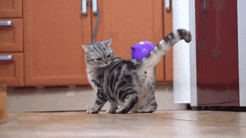 linksys  GIF