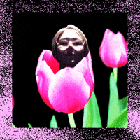 tulip GIF by isabellaauer