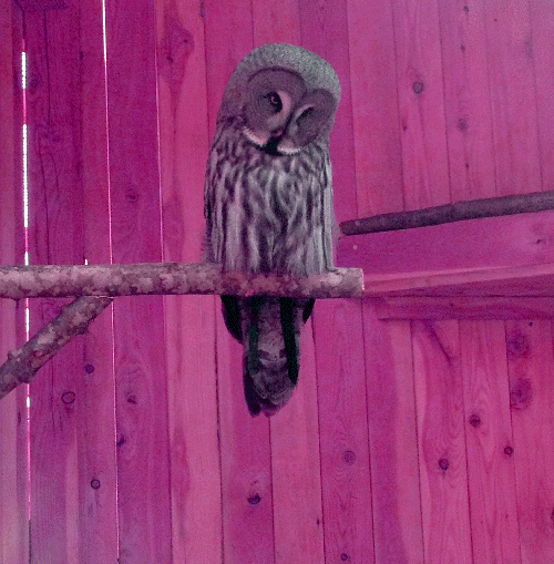 bird owl GIF by ailadi