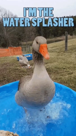 ewieeinfach  GIF