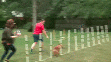 wgn-tv dogs GIF by WGN Morning News