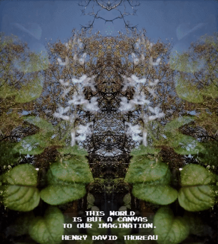 camafiro nature camafiro GIF