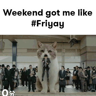 Happy Friday Cat Meme