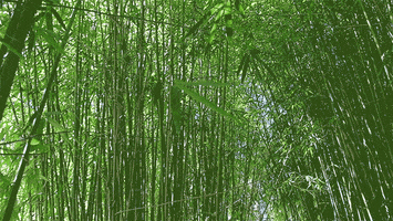 trees plants GIF by University of Florida