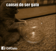 gifbom  GIF