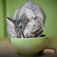 200.gif?cid=fc005b08dcd1a034b53ccf0c2b4833a8d52901198d11e473&rid=200.gif&ct=g