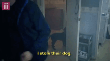 bbc dog season 4 bbc bbc three GIF