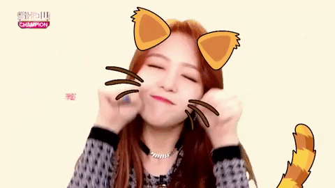 cat kpop k-pop kawaii kitty GIF