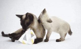 Cat Love GIF