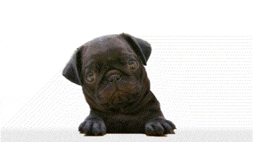 asm dog puppy pet GIF