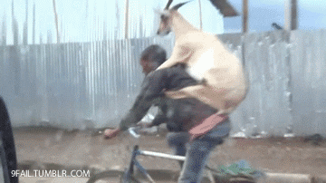 Bike With Goat GIFs - Get the best GIF on GIPHY
