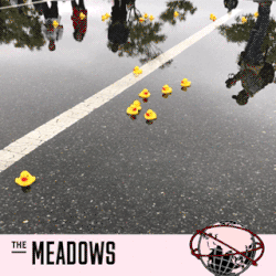 the meadows