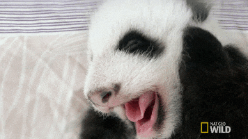 panda GIF by Nat Geo Wild 