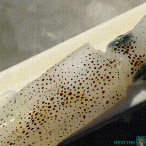revcien  GIF