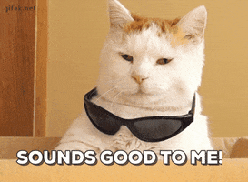 Video gif. A white and orange cat sitting in a cardboard box, looks at us with a very chill look on its face. The cat then moves its fat paw to push a pair of black sunglasses onto its face, looking like the coolest cat around. Text on the bottom reads: “Sounds good to me!” 