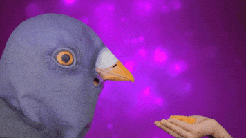 Pigeon GIF by K.I.D