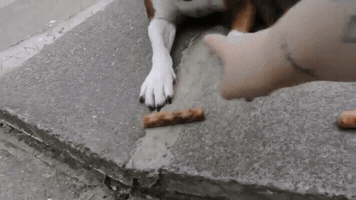 thinhnt27  GIF