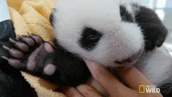 Panda Gif By Nat Geo Wild