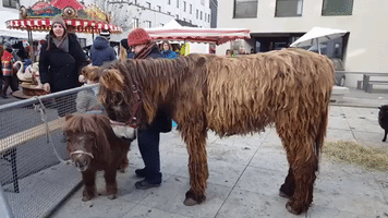 az-aargauer-zeitung pony GIF