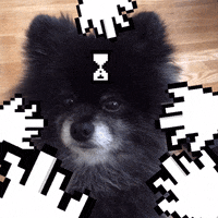 Puppy Julio GIF by GIPHY CAM