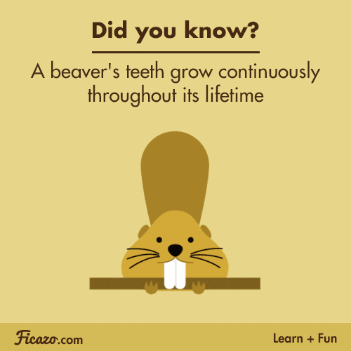 Beaverteeth GIFs Get the best GIF on GIPHY