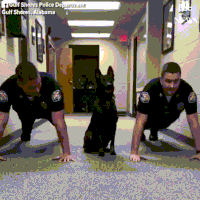 dog police GIF