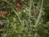 Kermit The Frog GIF Kermit The Frog GIF