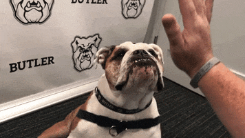 high five college basketball GIF by Butler University