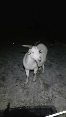 Goat Horns GIF
