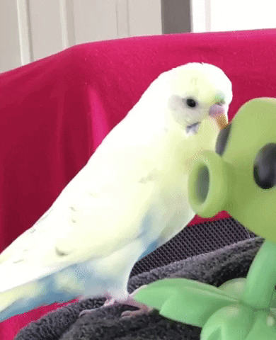 Love GIF