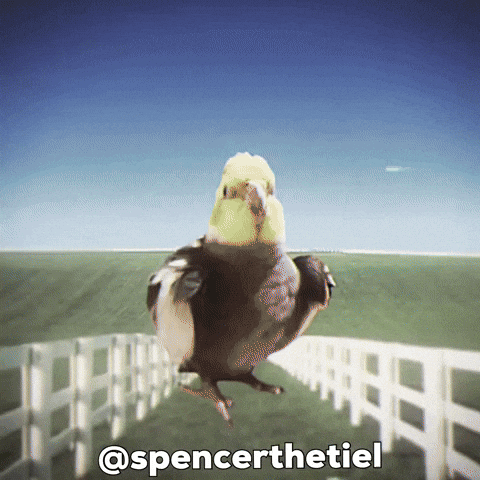 Instagram Bird GIF