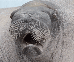 Point Defiance Zoo And Aquarium Walrus GIF