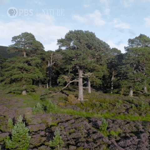 Pbs Nature Travel GIF by Nature on PBS