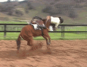 Image result for horse throws rider gif
