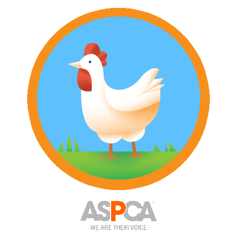 Farm Animal Chicken Sticker by ASPCA