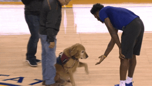 Golden State Warriors Dog GIF by NBA