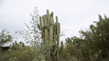 met  GIF